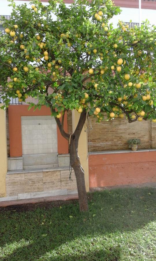 Lemon Garden Hostel Sevilla Kültér fotó